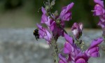  bumble bee on greater snapdragon